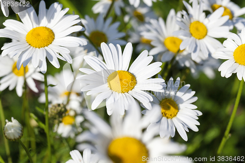 Image of white daisy , spring