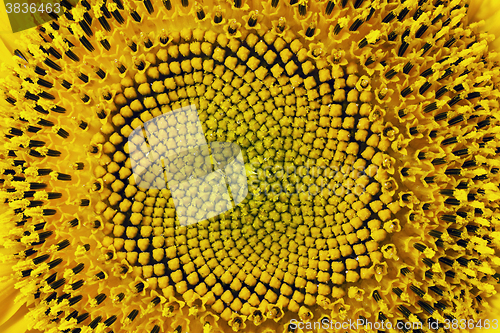 Image of Photo agriculture, Europe  