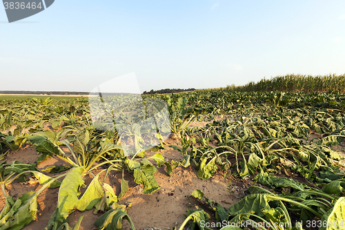 Image of sluggish sugar beet  