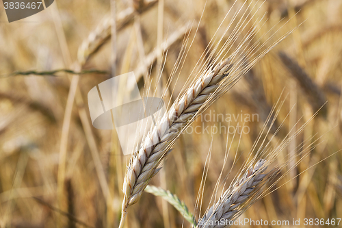 Image of mature cereal ,  close-up  