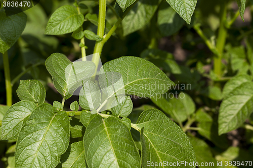 Image of Field with potato 