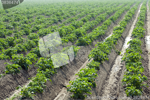 Image of Agriculture,   potato field 