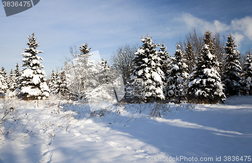 Image of  close up fir  