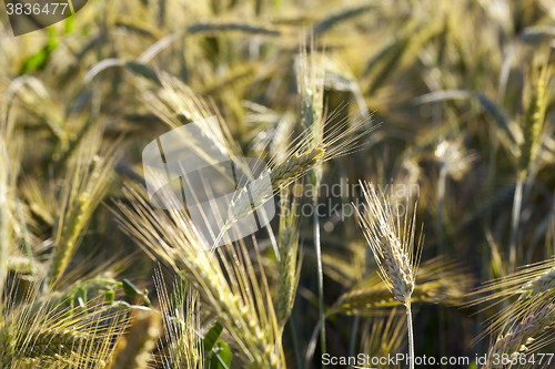 Image of ripe yellow cereals  