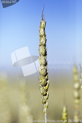 Image of unripe ears of wheat  