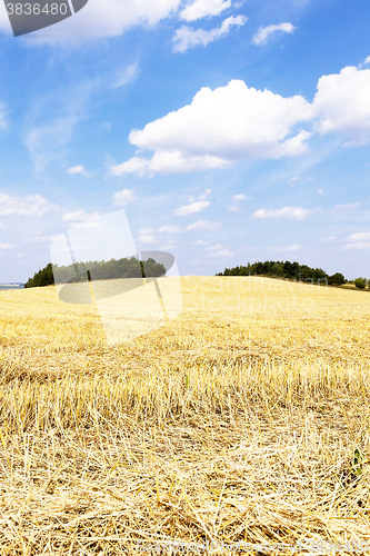 Image of harvesting cereals,  Agriculture