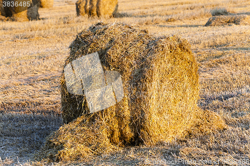 Image of harvesting cereals , Agriculture