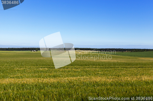 Image of immature green grass  