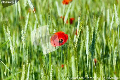 Image of Poppy in the field  