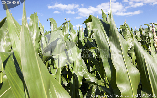 Image of Corn field, summer time  