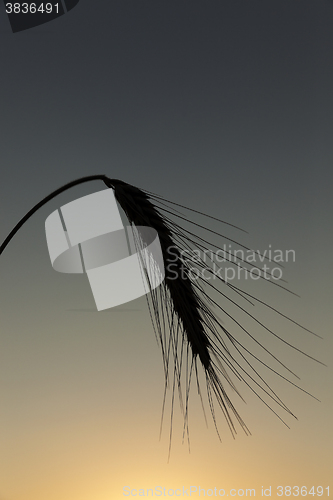 Image of Spike rye at sunset  