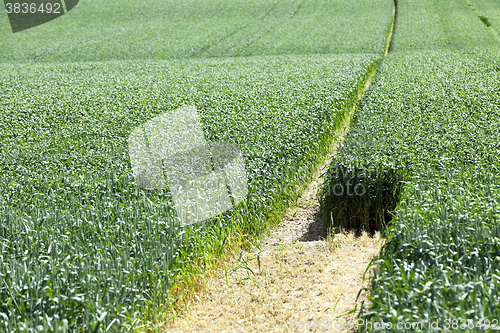 Image of Photo agriculture, Europe 