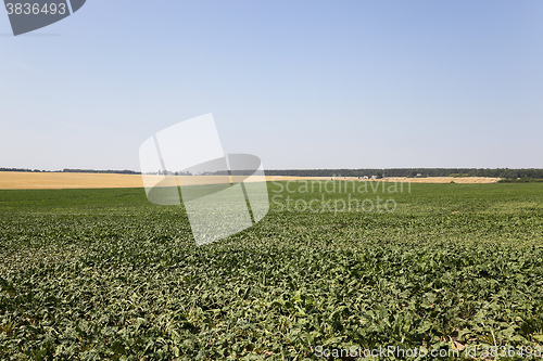 Image of field with beetroot 