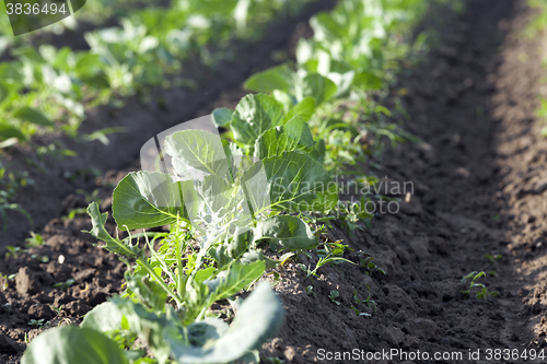 Image of Field of cabbage, spring  