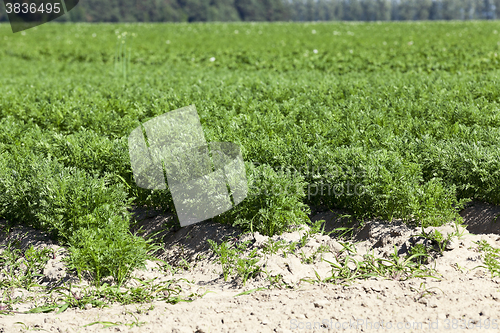 Image of Field with carrot  