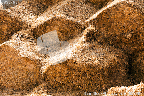 Image of crop of cereals  