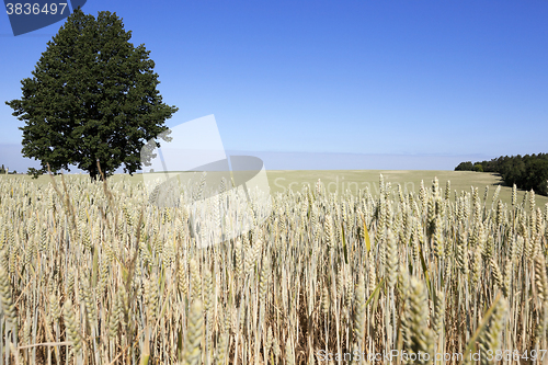 Image of ripe yellow cereals  