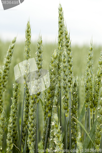 Image of immature green grass 