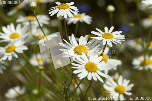 Image of daisies , the spring 