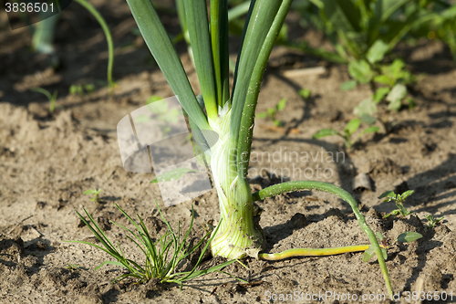 Image of sprouts green onions  
