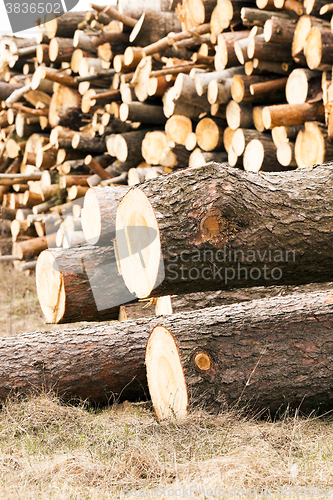 Image of logging ,  timber harvesting