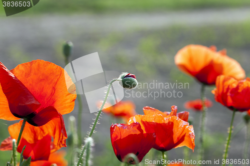 Image of blooming red poppies  