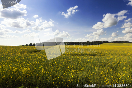 Image of immature cereals, field