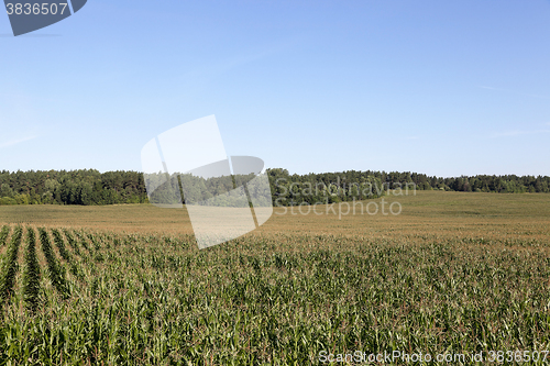 Image of Corn field, summer  