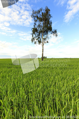 Image of tree in the field 