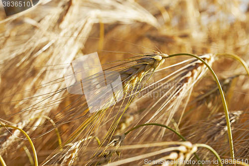 Image of farm field cereals  