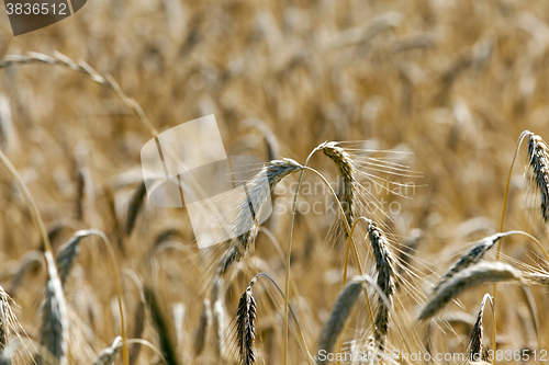Image of ripe yellow cereals  