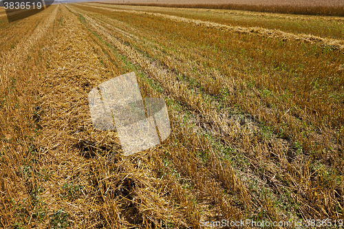 Image of harvesting cereals , Agriculture