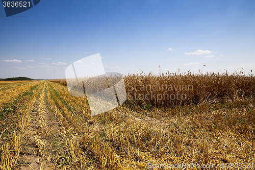 Image of   cereals during harvest 
