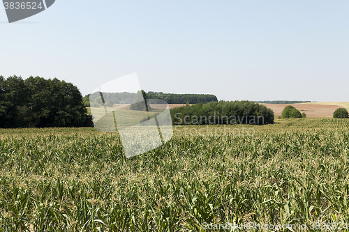 Image of Corn field, forest  