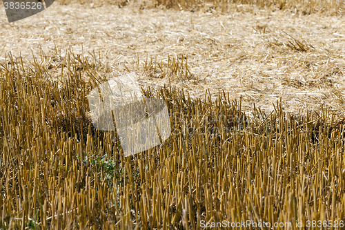 Image of haystacks in a field of straw 