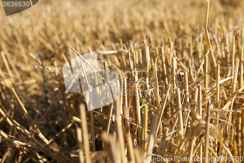 Image of ripe yellow cereals  