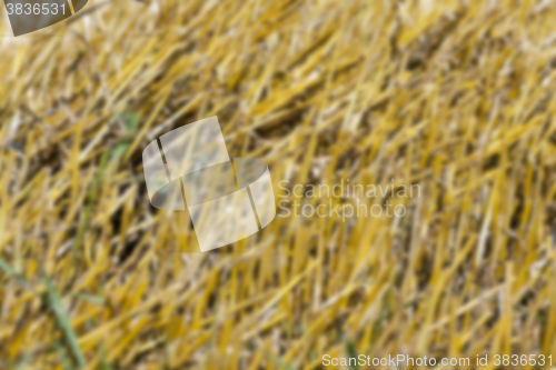 Image of agriculture, not in focus 