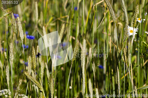 Image of blue cornflower, closeup