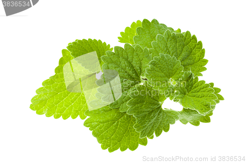 Image of lemon balm, isolated  