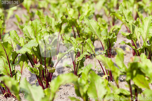 Image of field with beetroot  