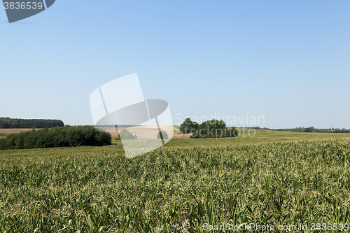 Image of Corn field, forest  