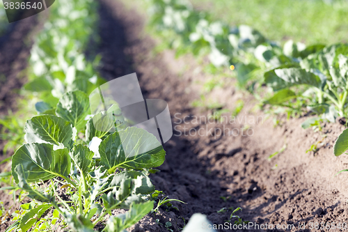 Image of Field with cabbage 