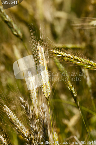 Image of immature cereals ,  wheat