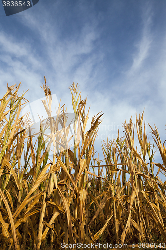 Image of ripe yellow corn  