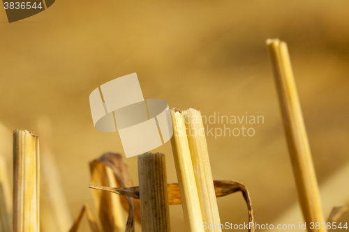 Image of straw after harvest  