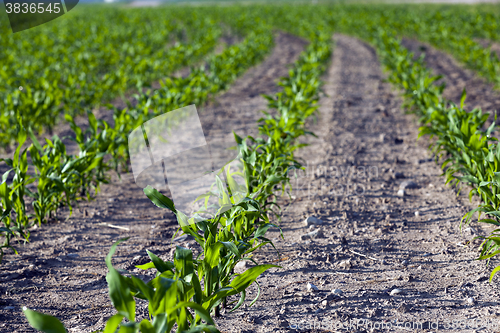 Image of Field with corn 