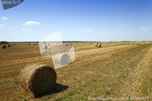 Image of haystacks straw , summer