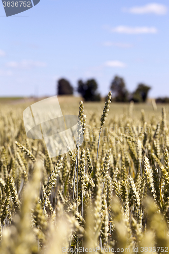 Image of wheat field, tree 