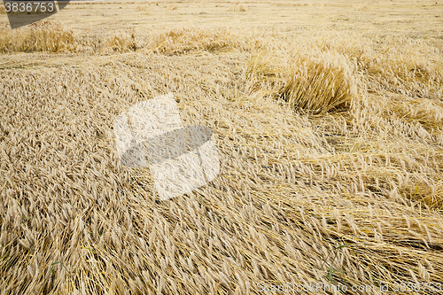 Image of destroyed by the storm wheat  