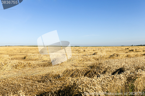 Image of wheat field. Summer  